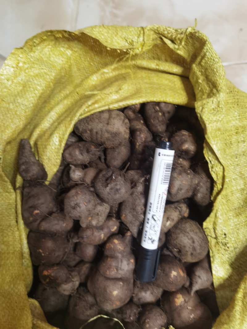 一年四季批发新鲜的三叶青