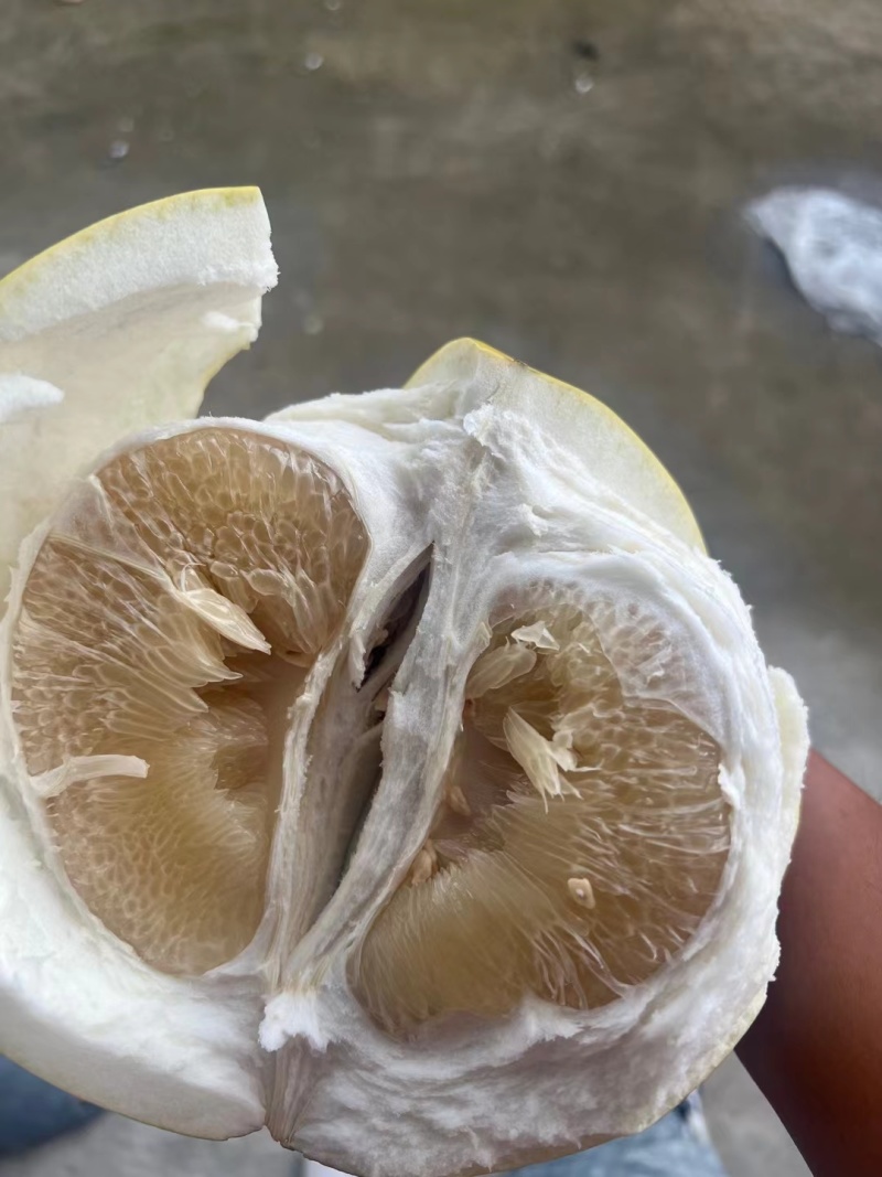 福建白柚，1.8-4斤，皮薄肉厚，甜度高，欢迎对接