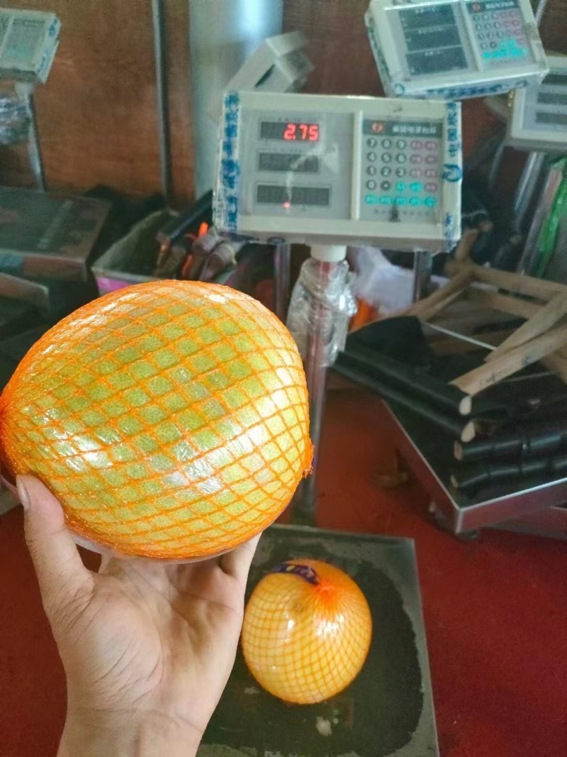 福建白柚，1.8-4斤，皮薄肉厚，甜度高，欢迎对接