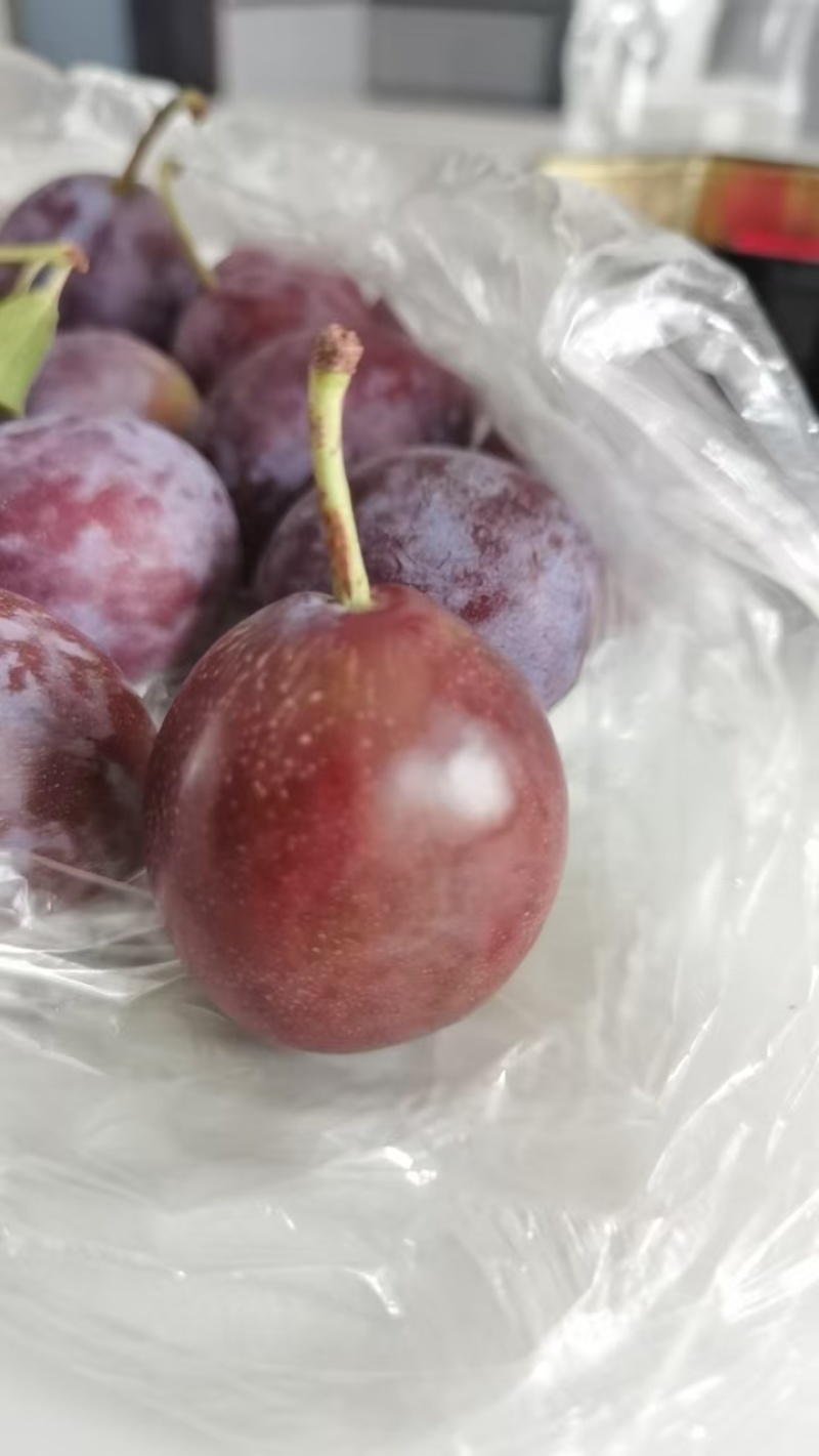 蔚县卯爷西梅种植基地，一手货源，规格齐全可视频看货发全国