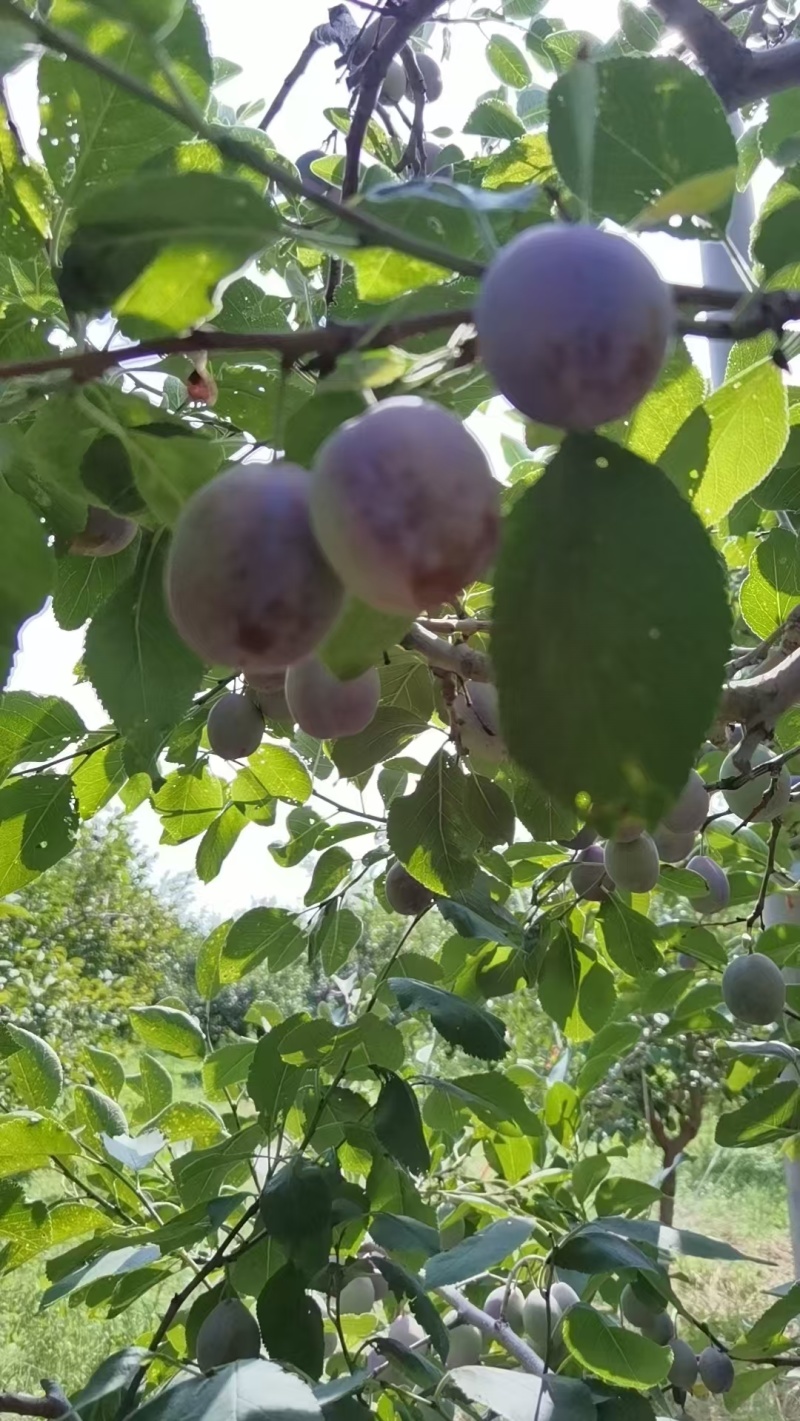 蔚县卯爷西梅种植基地，一手货源，规格齐全可视频看货发全国