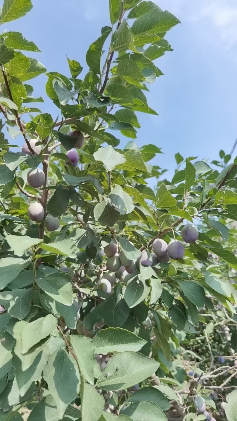 蔚县卯爷西梅大量现货供应自家果园直采，可视频看货欢迎电联