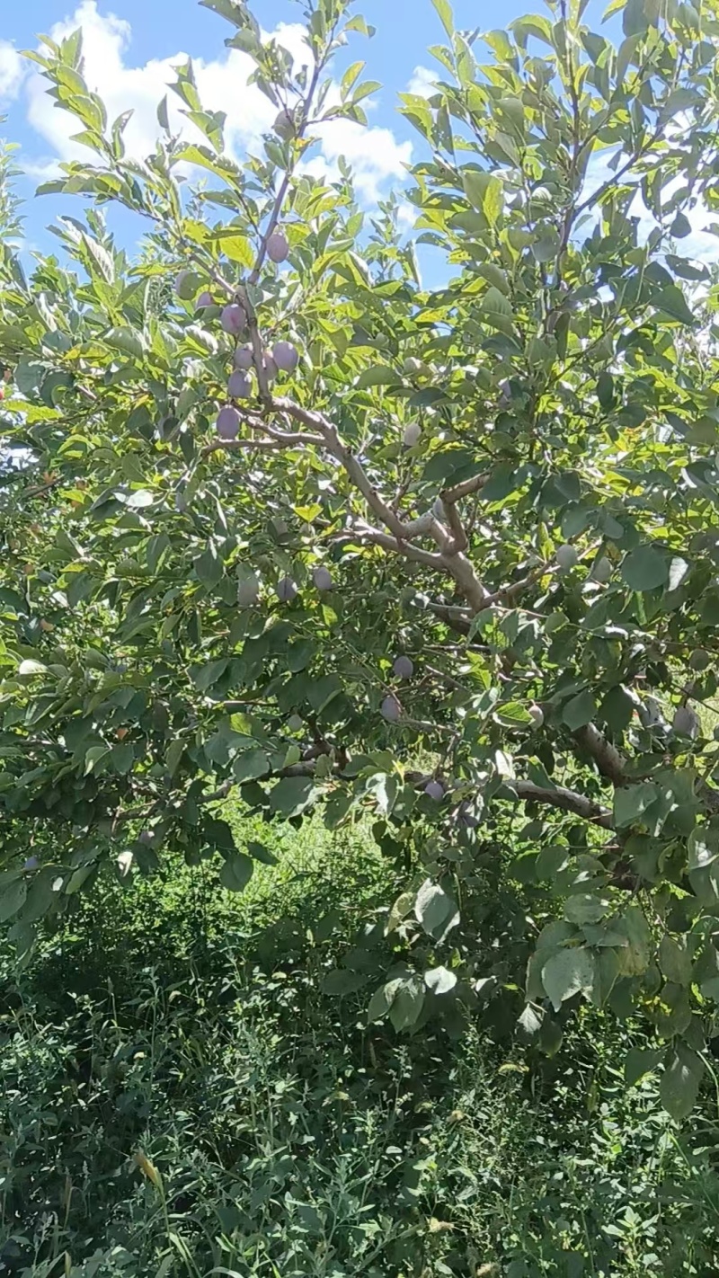 蔚县卯爷西梅大量现货供应自家果园直采，可视频看货欢迎电联