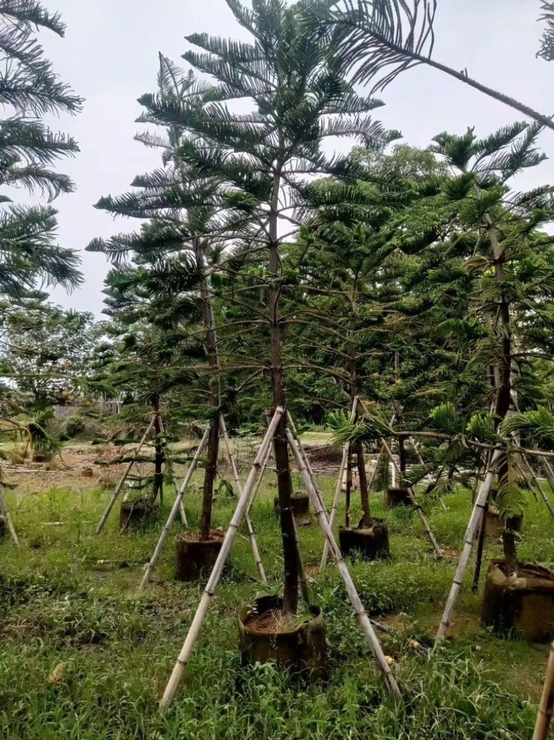 南洋杉5～15公分基地直发规格齐全质量优质