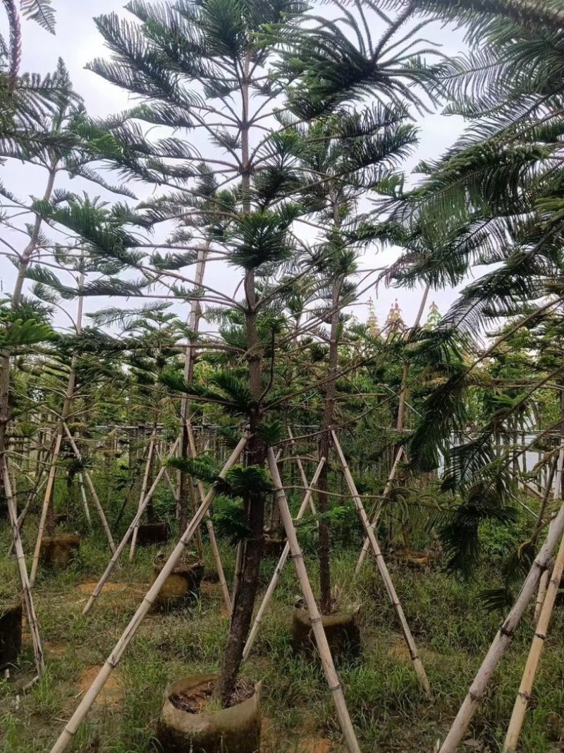 南洋杉5～15公分基地直发规格齐全质量优质