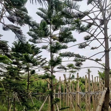 南洋杉5～15公分基地直发规格齐全质量优质
