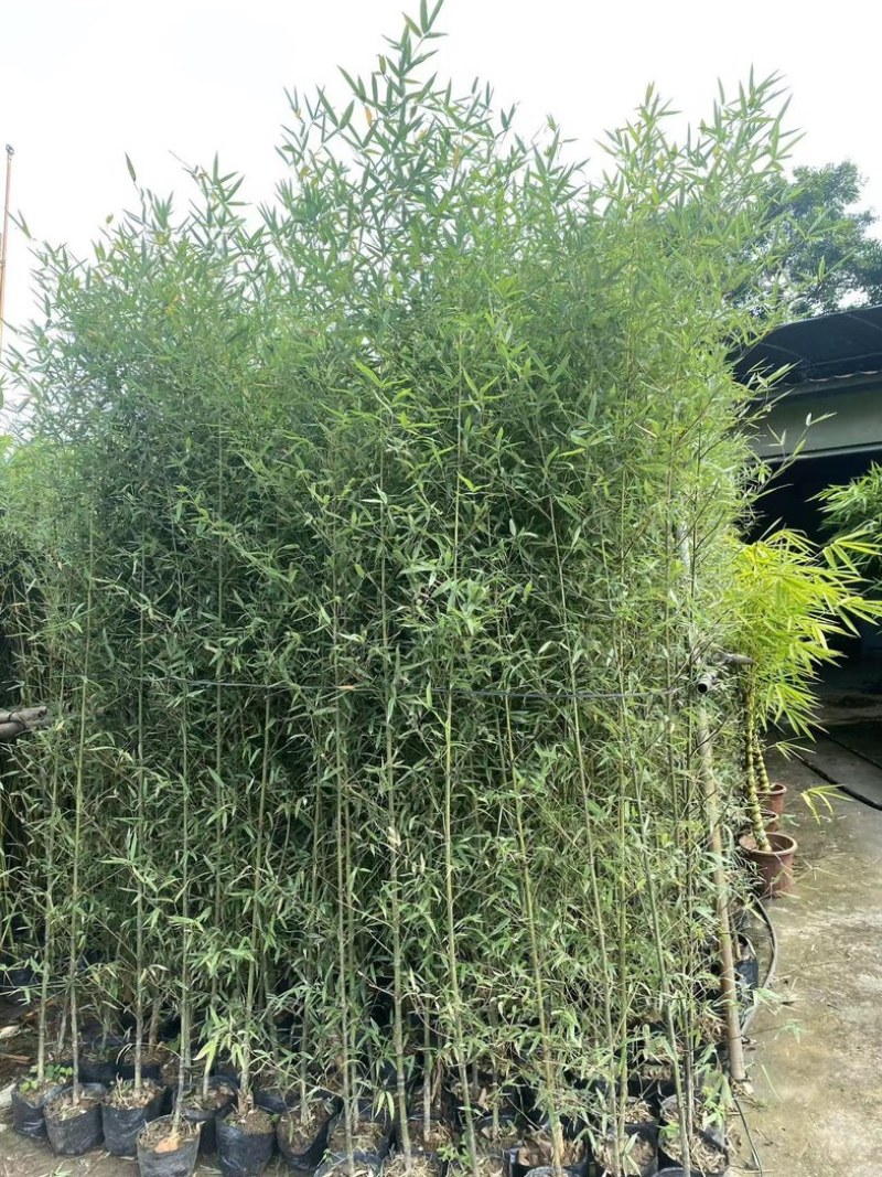罗汉竹2至3米基地直发规格齐全质量优质