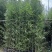 罗汉竹2至3米基地直发规格齐全质量优质
