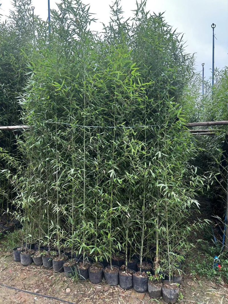 罗汉竹2至3米基地直发规格齐全质量优质
