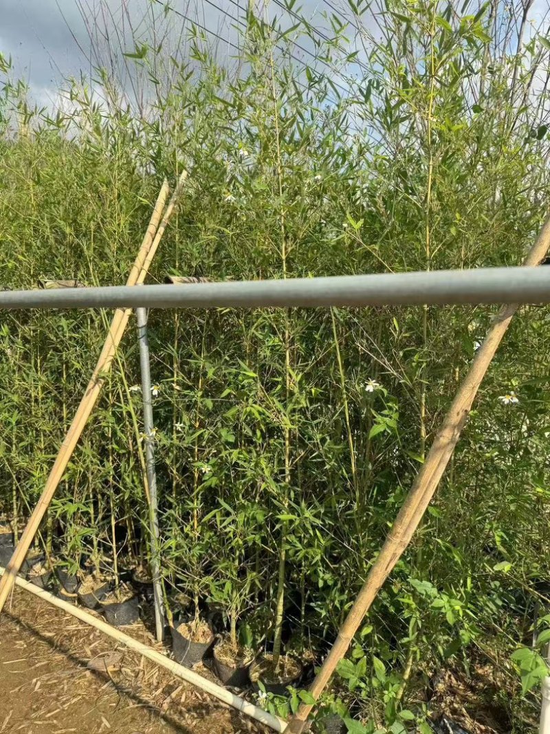 罗汉竹2至3米基地直发规格齐全质量优质
