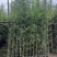 罗汉竹2至3米基地直发规格齐全质量优质
