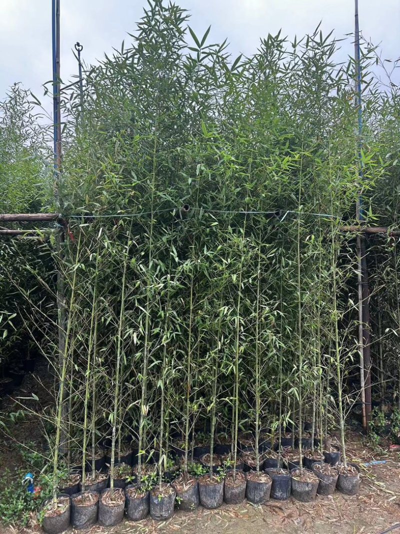 罗汉竹2至3米基地直发规格齐全质量优质