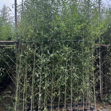 罗汉竹2至3米基地直发规格齐全质量优质