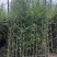 罗汉竹2至3米基地直发规格齐全质量优质