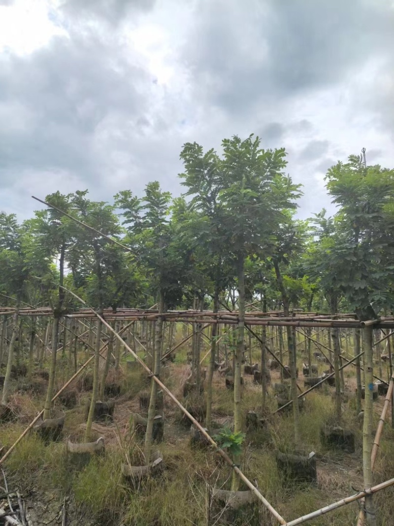 黄花槐5～10公分基地直发规格齐全质量优质