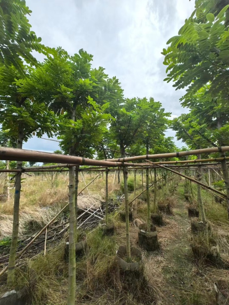 黄花槐5～10公分基地直发规格齐全质量优质