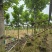 黄花槐5～10公分基地直发规格齐全质量优质