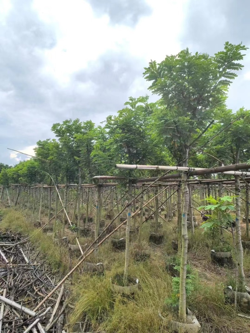 黄花槐5～10公分基地直发规格齐全质量优质