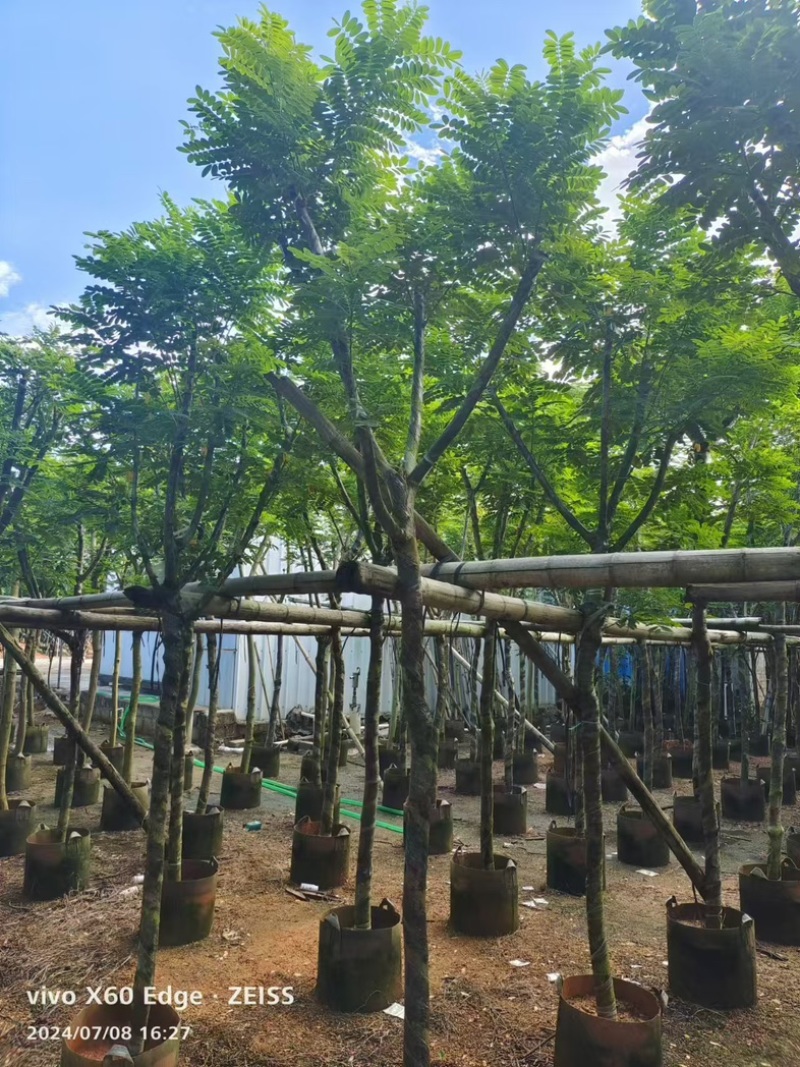 黄花槐5～10公分基地直发规格齐全质量优质