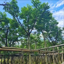黄花槐5～10公分基地直发规格齐全质量优质