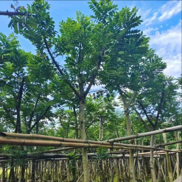 黄花槐5～10公分基地直发规格齐全质量优质