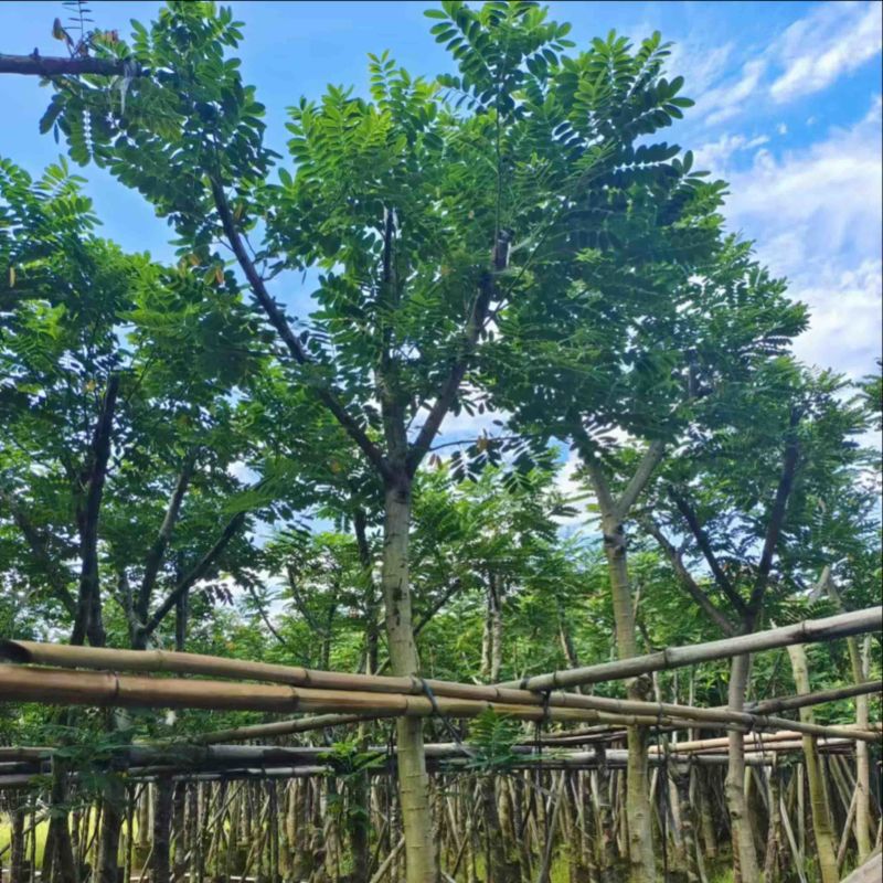 黄花槐5～10公分基地直发规格齐全质量优质