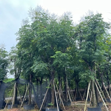 国庆花栾树12～25公分基地直发规格齐全质量优质