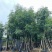 国庆花栾树12～25公分基地直发规格齐全质量优质
