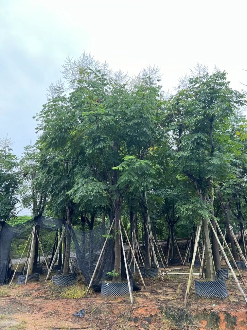 国庆花栾树12～25公分基地直发规格齐全质量优质