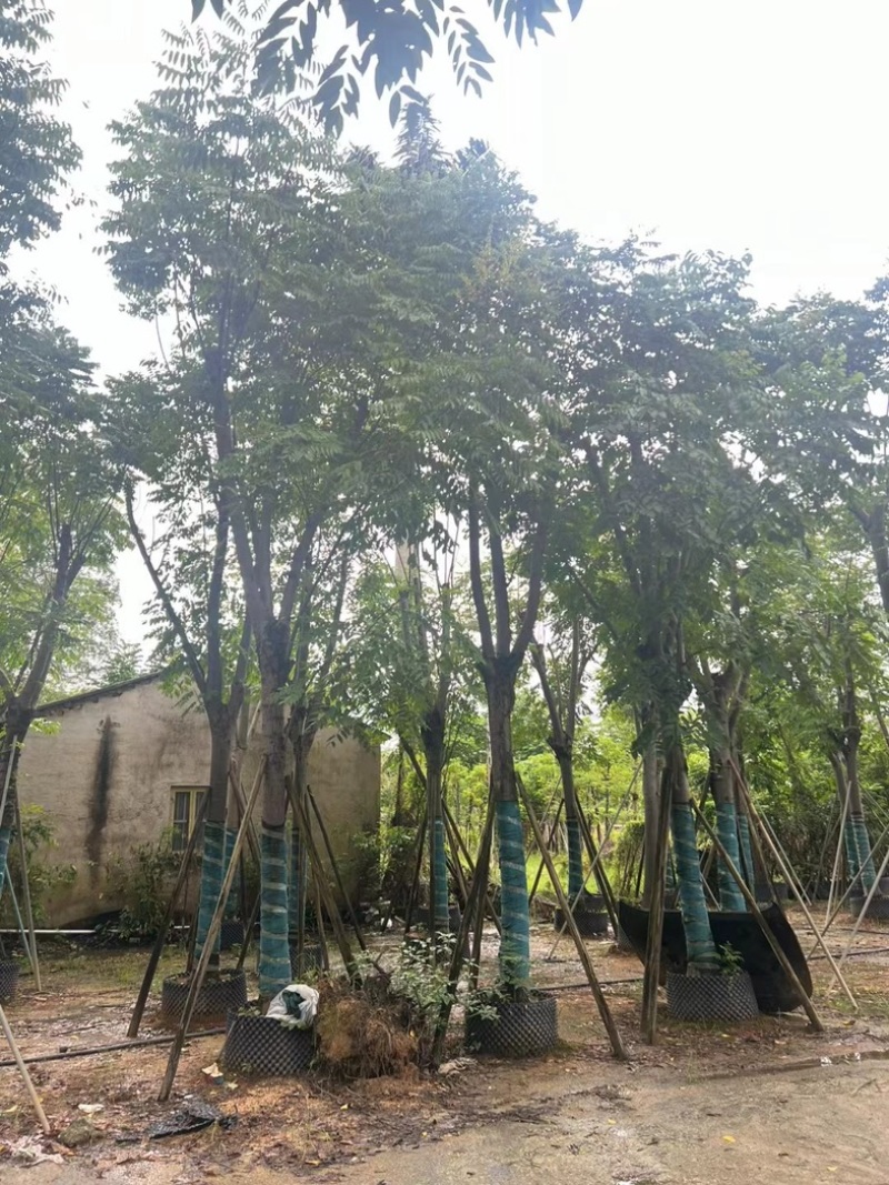 国庆花栾树12～25公分基地直发规格齐全质量优质