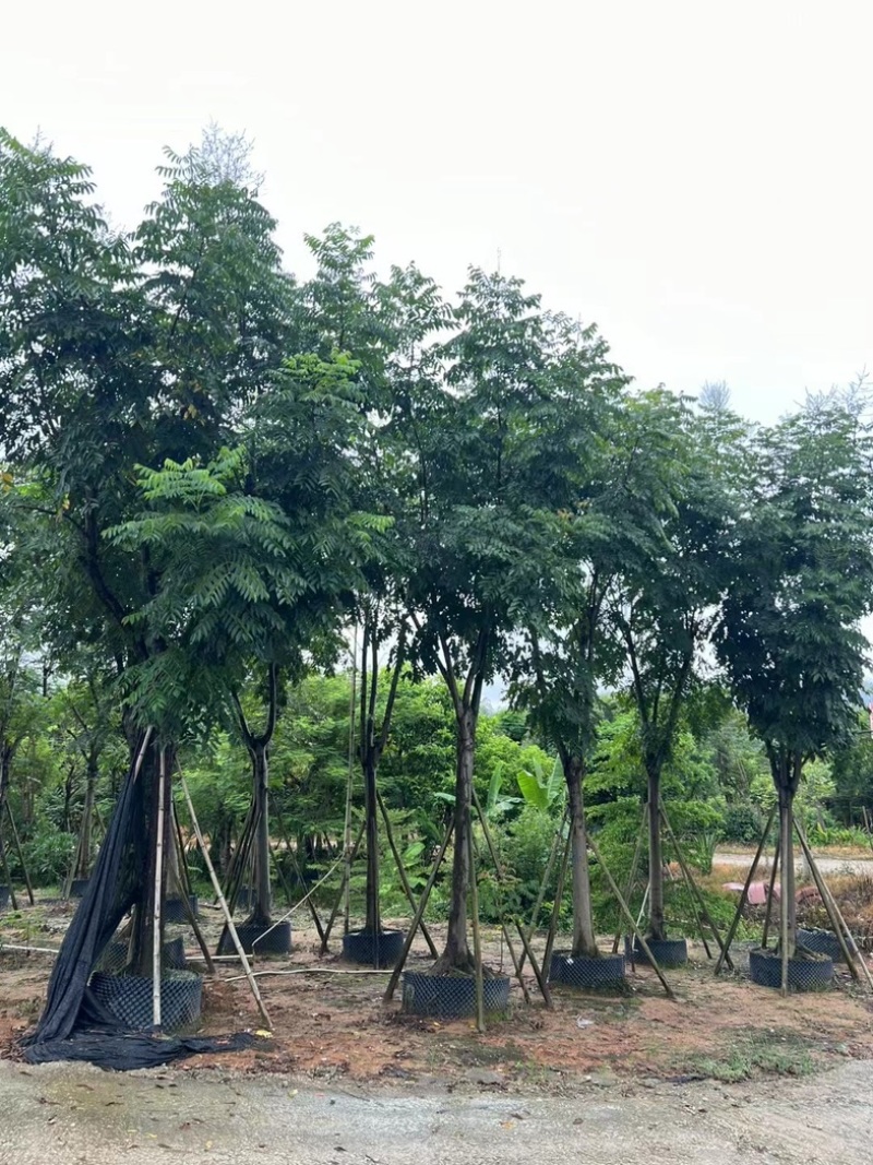国庆花栾树12～25公分基地直发规格齐全质量优质
