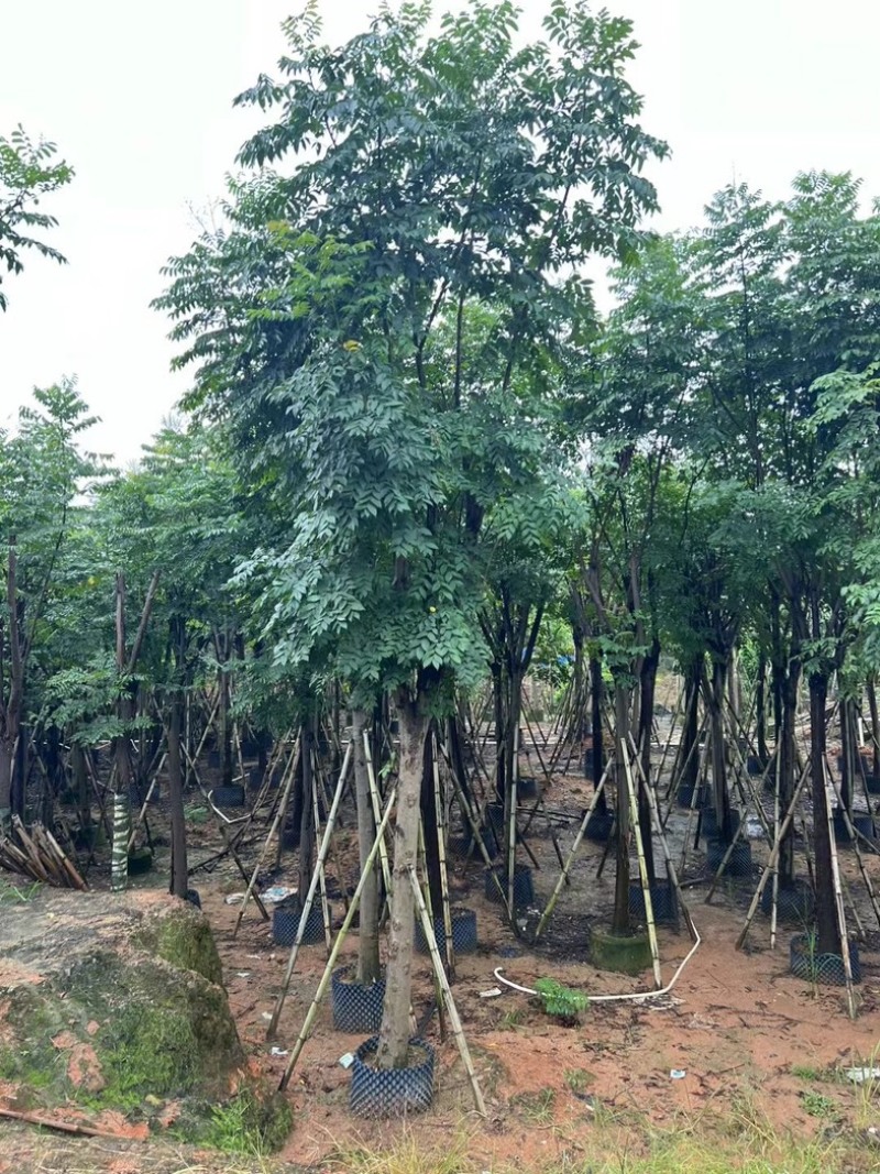 国庆花栾树12～25公分基地直发规格齐全质量优质