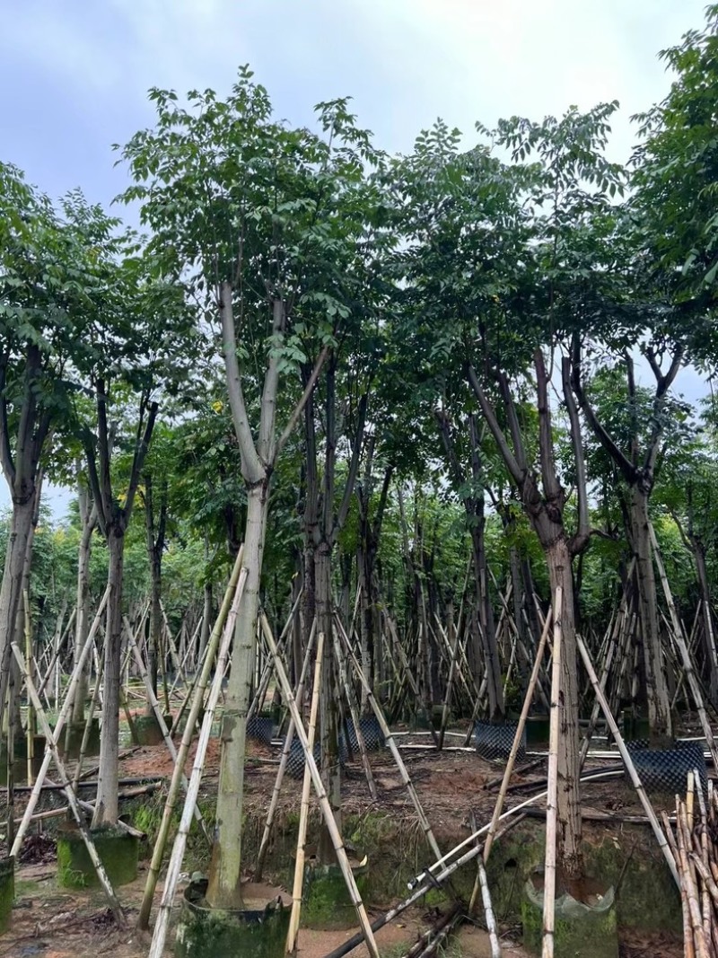 国庆花栾树12～25公分基地直发规格齐全质量优质