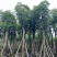国庆花栾树12～25公分基地直发规格齐全质量优质