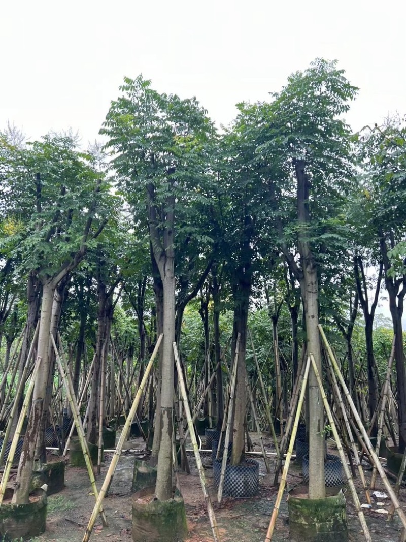 国庆花栾树12～25公分基地直发规格齐全质量优质