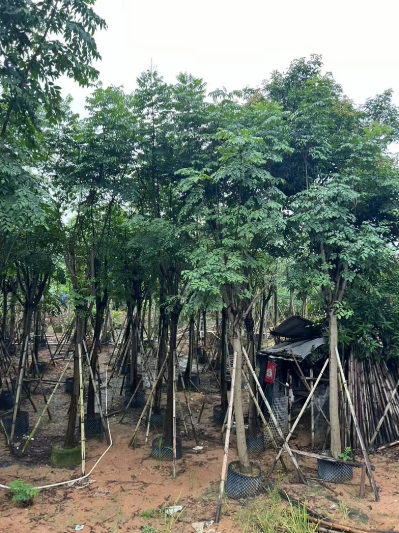 国庆花栾树12～25公分基地直发规格齐全质量优质