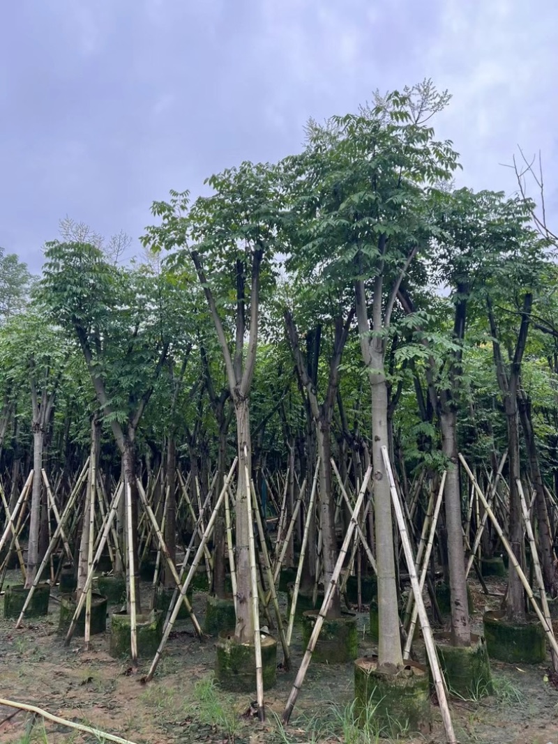 国庆花栾树12～25公分基地直发规格齐全质量优质