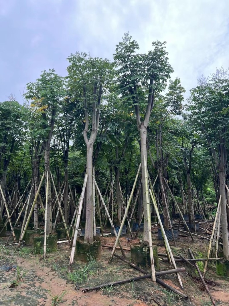 国庆花栾树12～25公分基地直发规格齐全质量优质