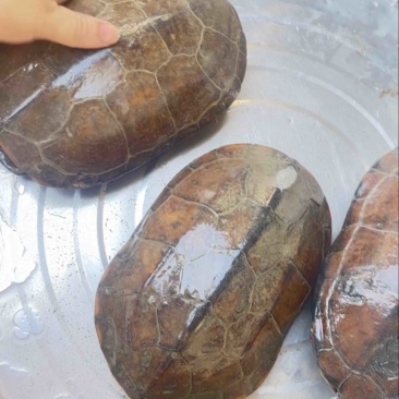 自家中华草龟