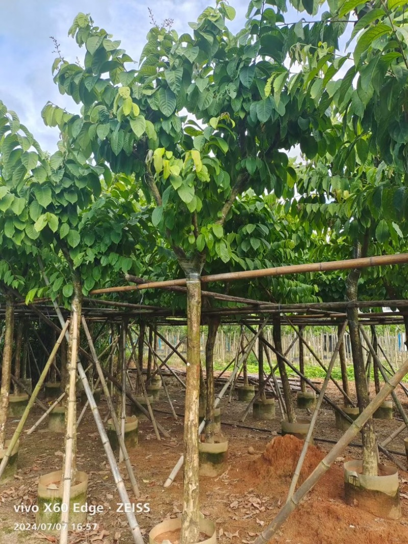 骨架大叶紫薇10～15公分基地直发规格齐全质量优质