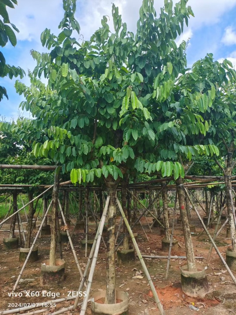 骨架大叶紫薇10～15公分基地直发规格齐全质量优质