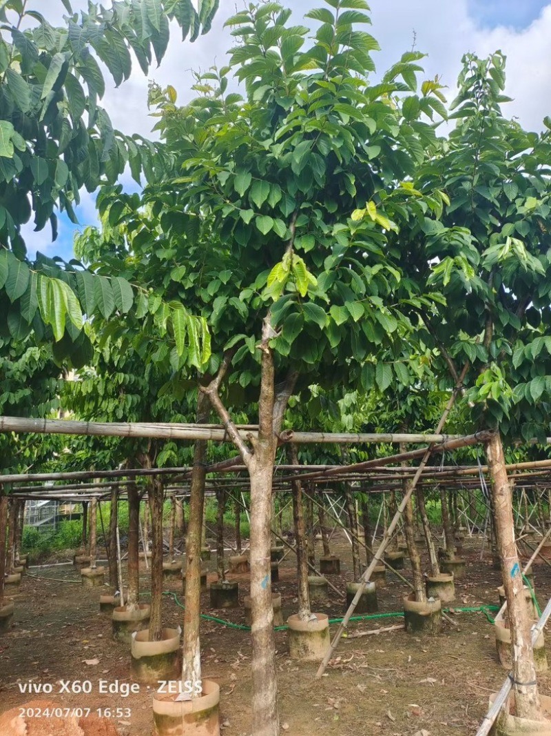 骨架大叶紫薇10～15公分基地直发规格齐全质量优质