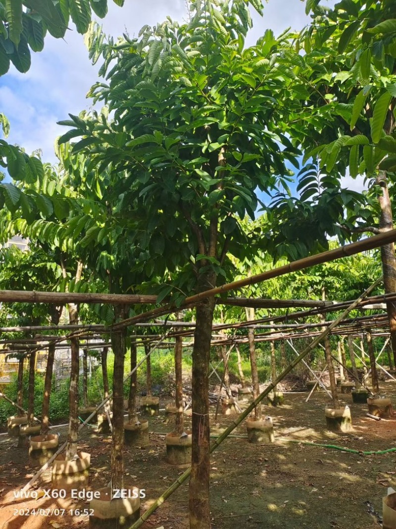 骨架大叶紫薇10～15公分基地直发规格齐全质量优质