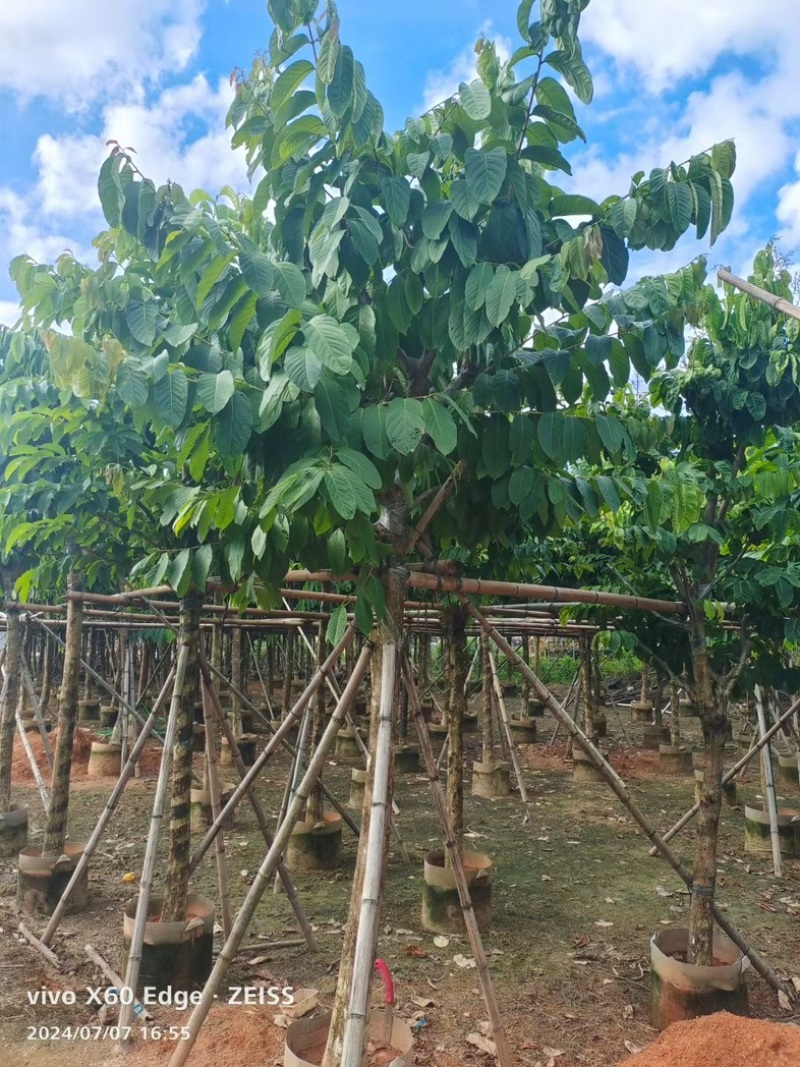 骨架大叶紫薇10～15公分基地直发规格齐全质量优质