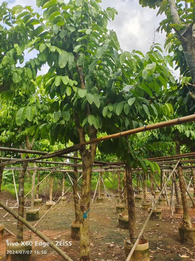 骨架大叶紫薇10～15公分基地直发规格齐全质量优质