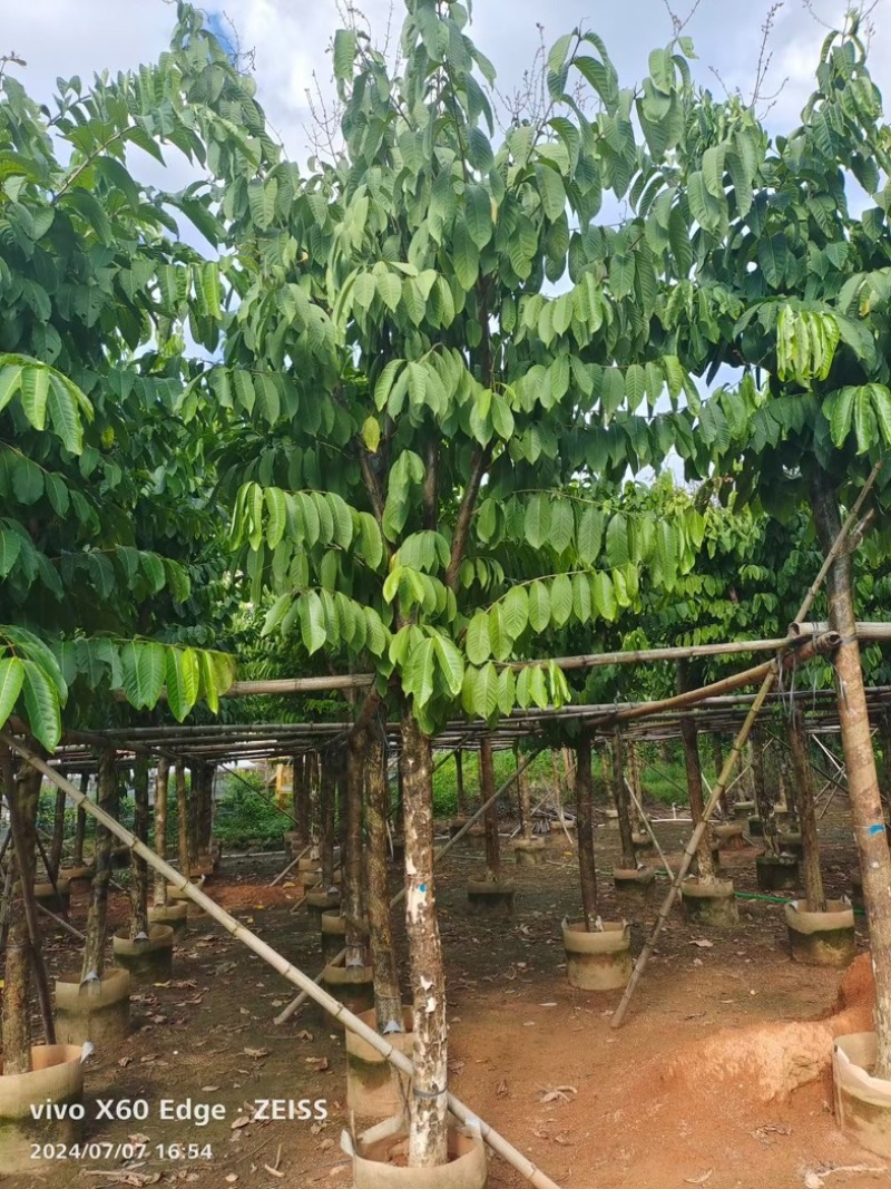 骨架大叶紫薇10～15公分基地直发规格齐全质量优质