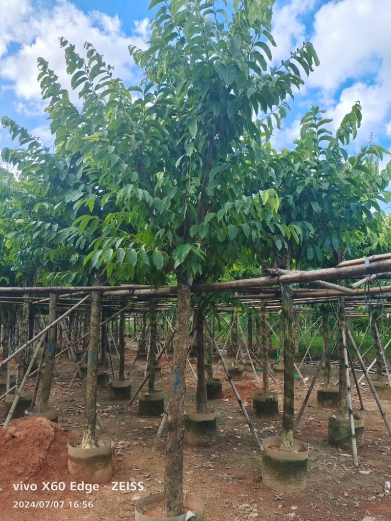骨架大叶紫薇10～15公分基地直发规格齐全质量优质