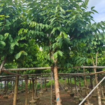 骨架大叶紫薇10～15公分基地直发规格齐全质量优质