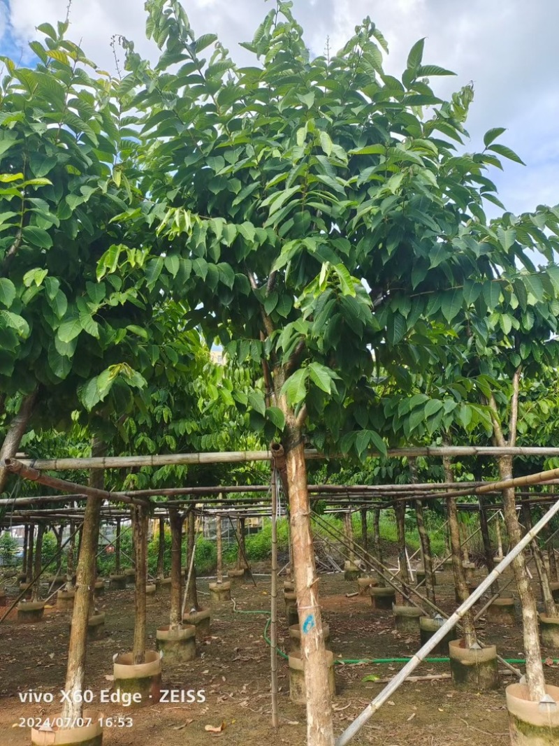 骨架大叶紫薇10～15公分基地直发规格齐全质量优质