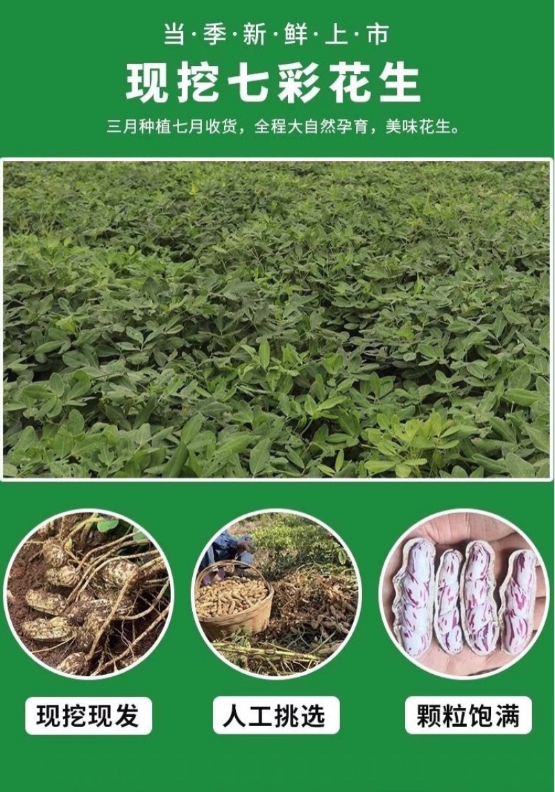 云南孟连七彩花生现挖现发，一手货源，支持一件代发集采全年